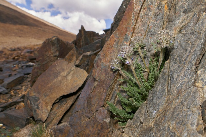 Mason's Jacob's-Ladder photo 7