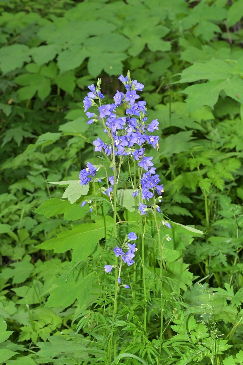 Polemonium chinense