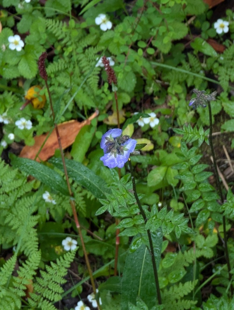 Polemonium chinense photo 2