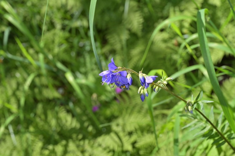 Polemonium chinense photo 3