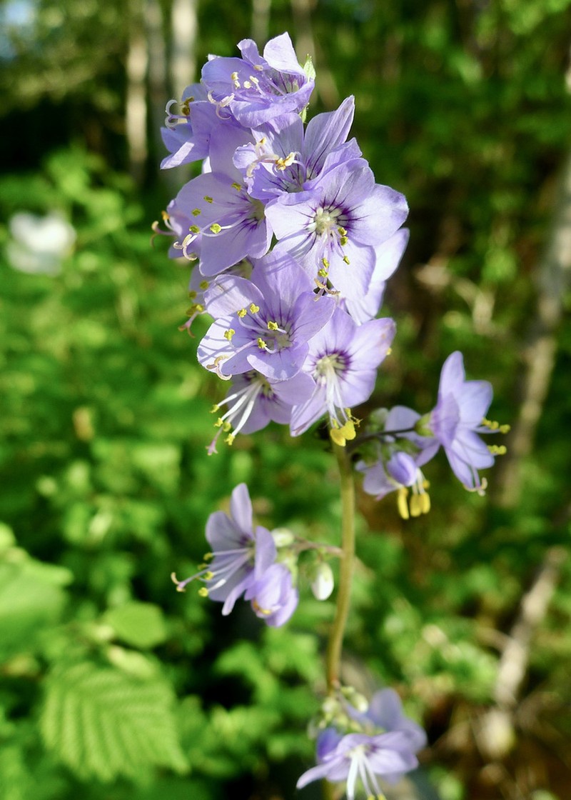 Polemonium chinense photo 4