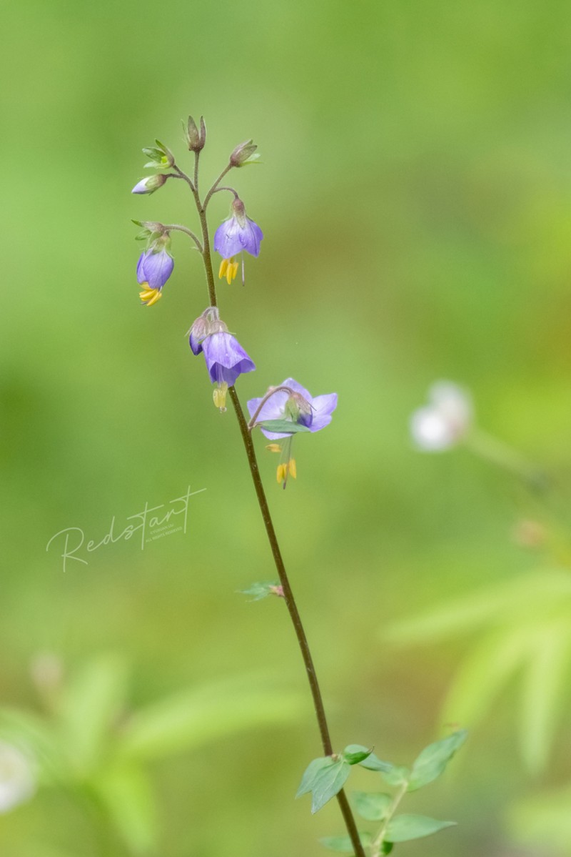 Polemonium chinense photo 5