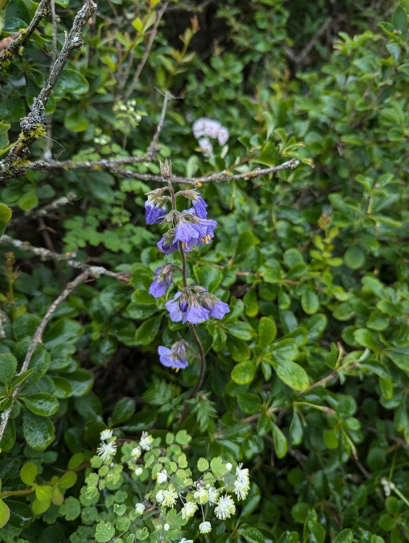 Polemonium chinense photo 6
