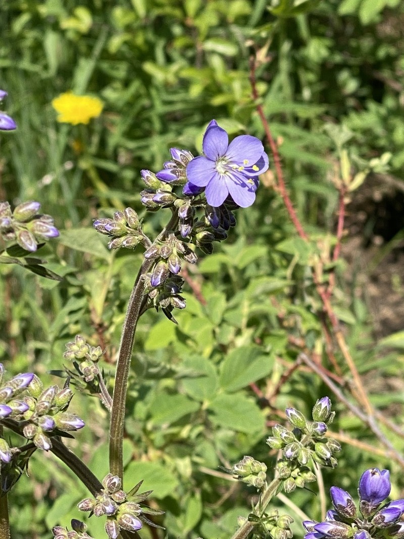 Polemonium chinense photo 7