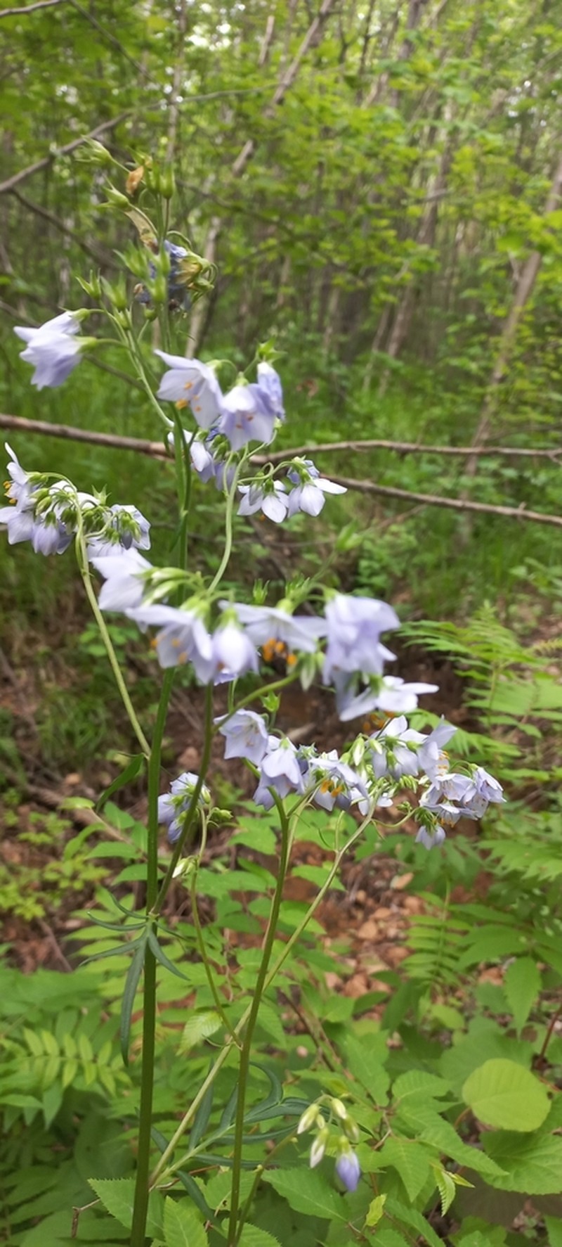 Polemonium chinense photo 8