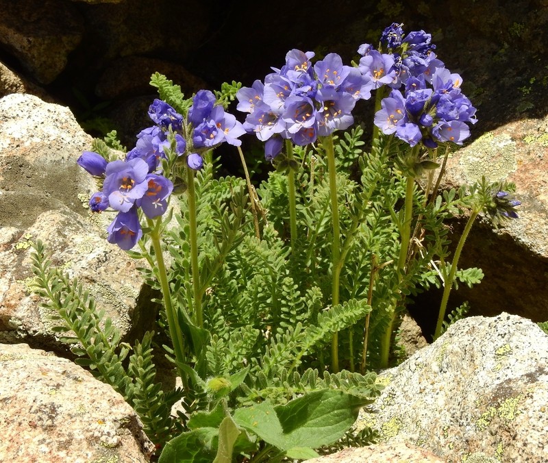 Rocky Mountain Jacob's-Ladder