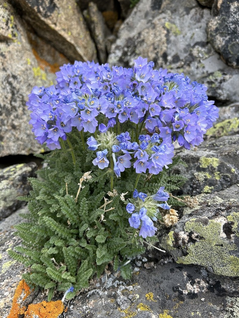 Rocky Mountain Jacob's-Ladder photo 3
