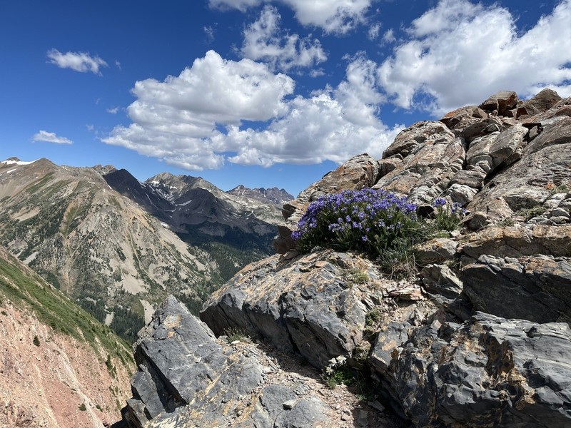 Rocky Mountain Jacob's-Ladder photo 4