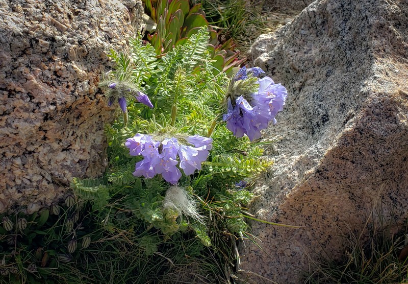 Rocky Mountain Jacob's-Ladder photo 6