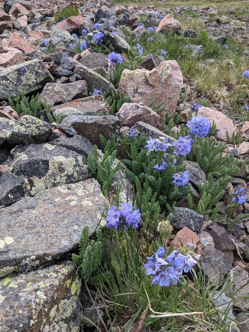 Rocky Mountain Jacob's-Ladder photo 8