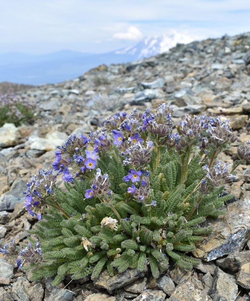 Mount Eddy Jacob's-Ladder