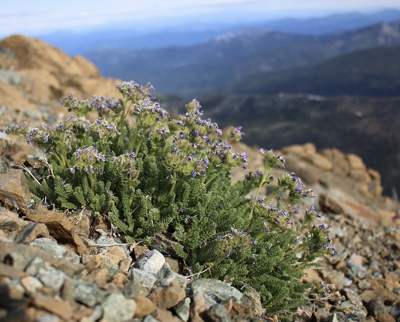 Mount Eddy Jacob's-Ladder photo 2