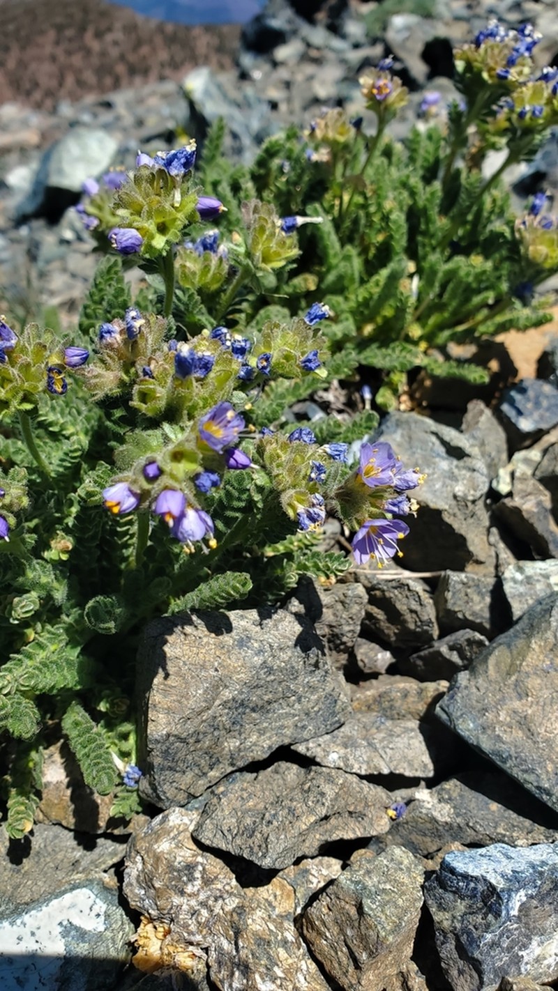 Mount Eddy Jacob's-Ladder photo 4