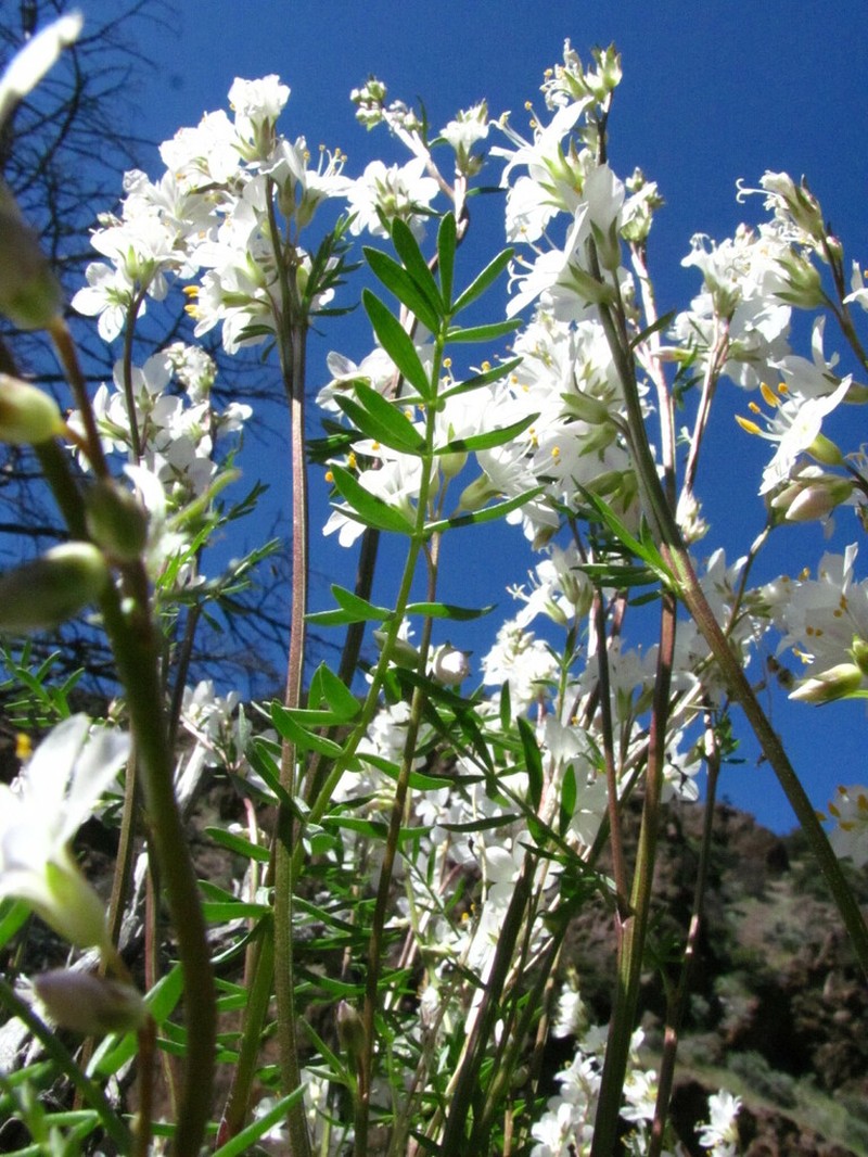 Elusive Jacob's-Ladder
