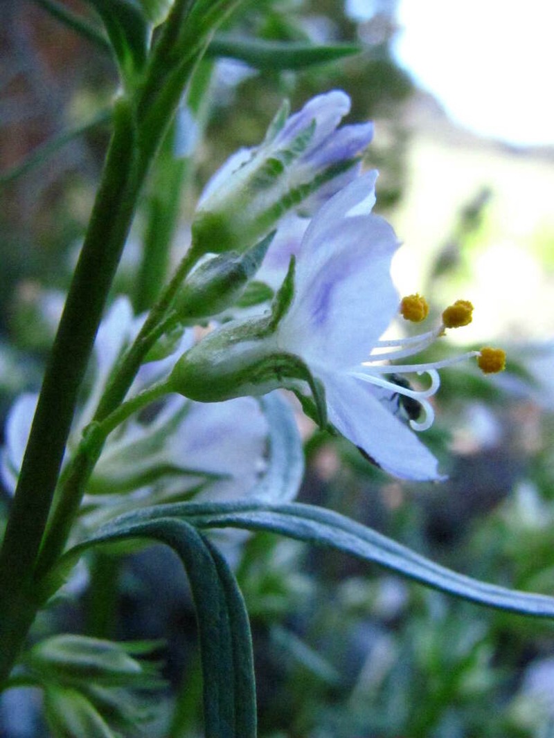 Elusive Jacob's-Ladder photo 3
