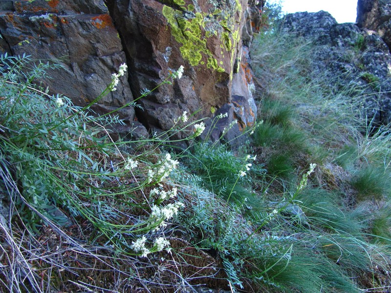 Elusive Jacob's-Ladder photo 8