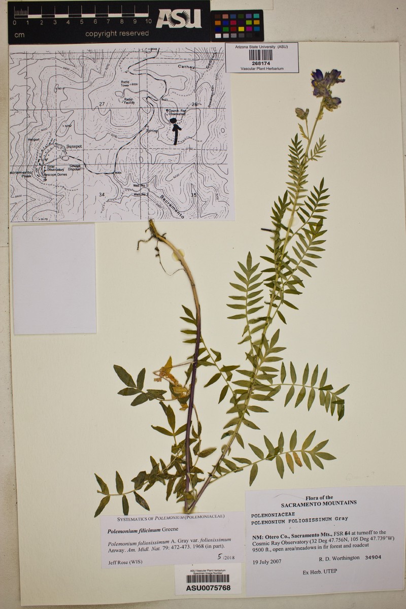 Polemonium filicinum