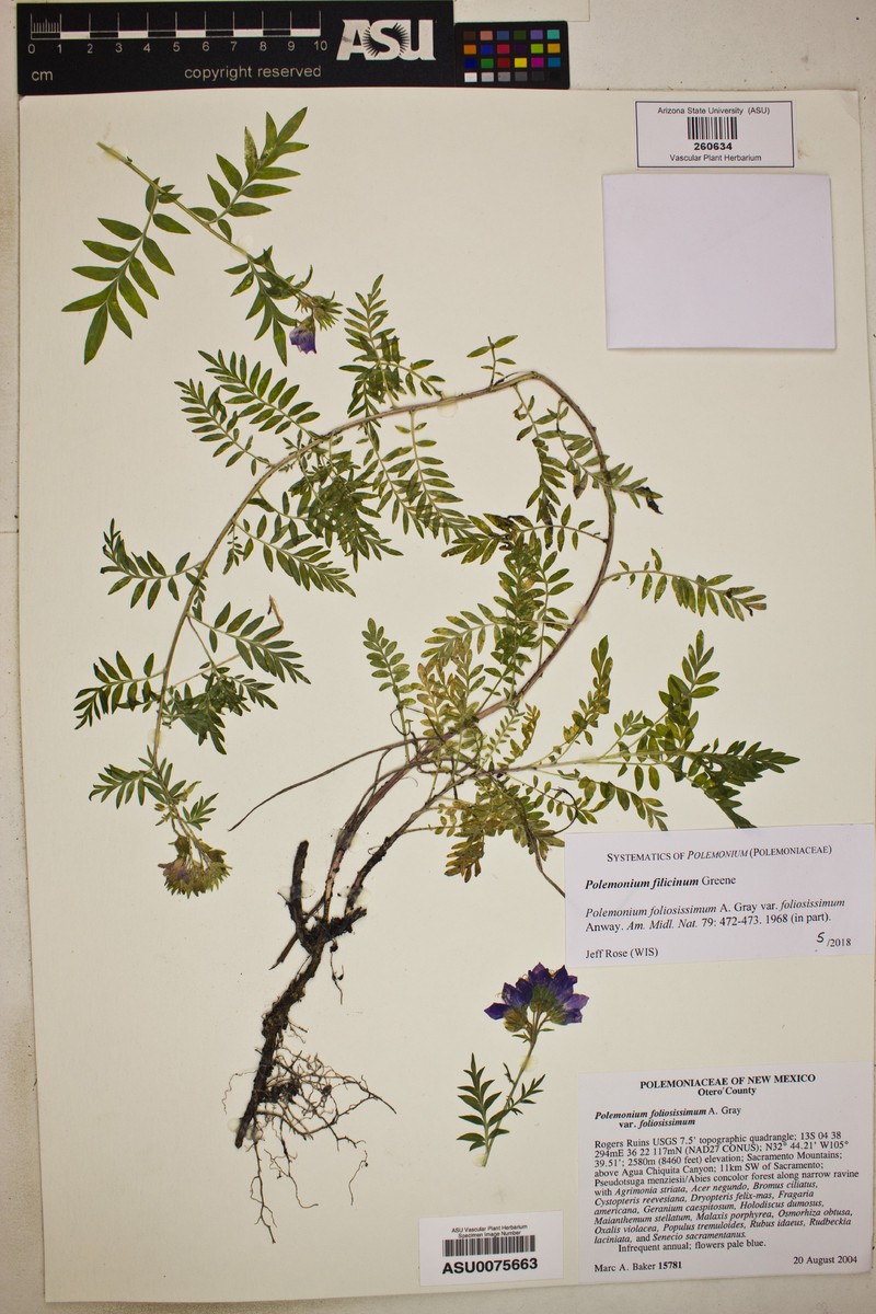 Polemonium filicinum photo 2