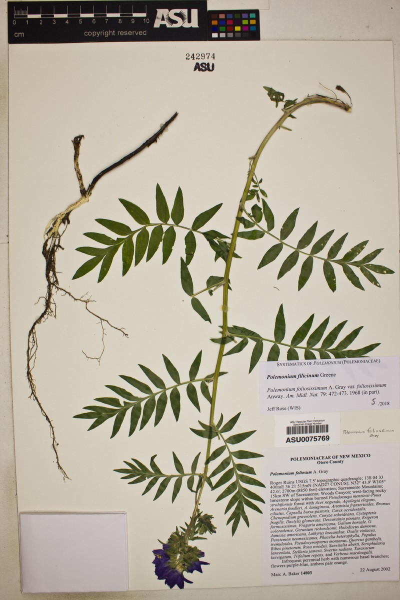 Polemonium filicinum photo 3