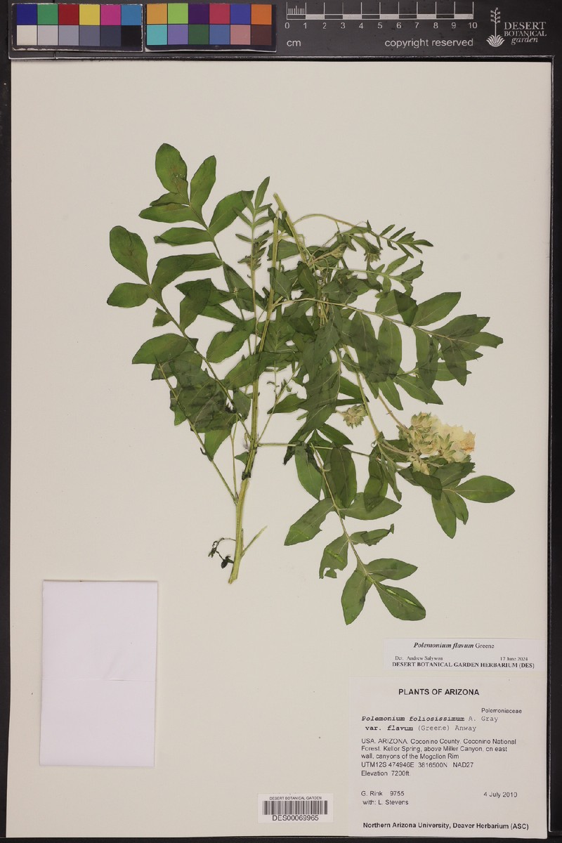 Polemonium flavum