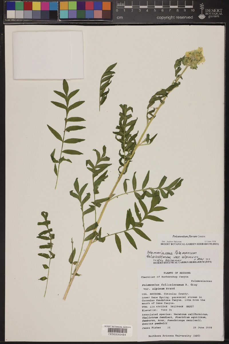 Polemonium flavum photo 2