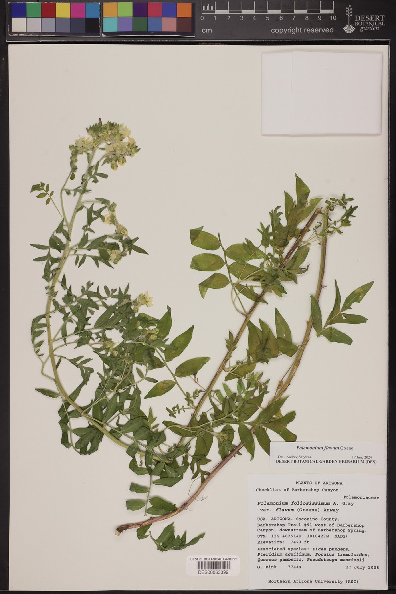 Polemonium flavum photo 3