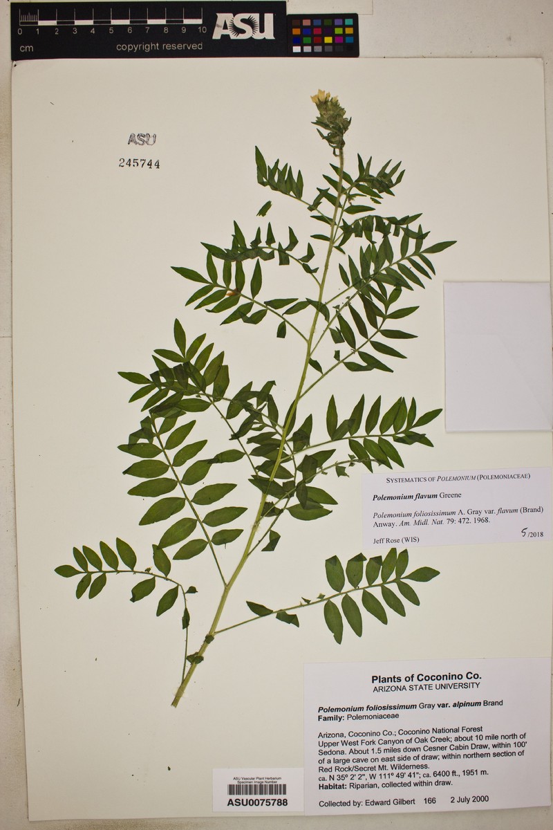Polemonium flavum photo 4