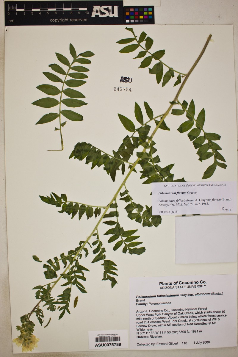 Polemonium flavum photo 5