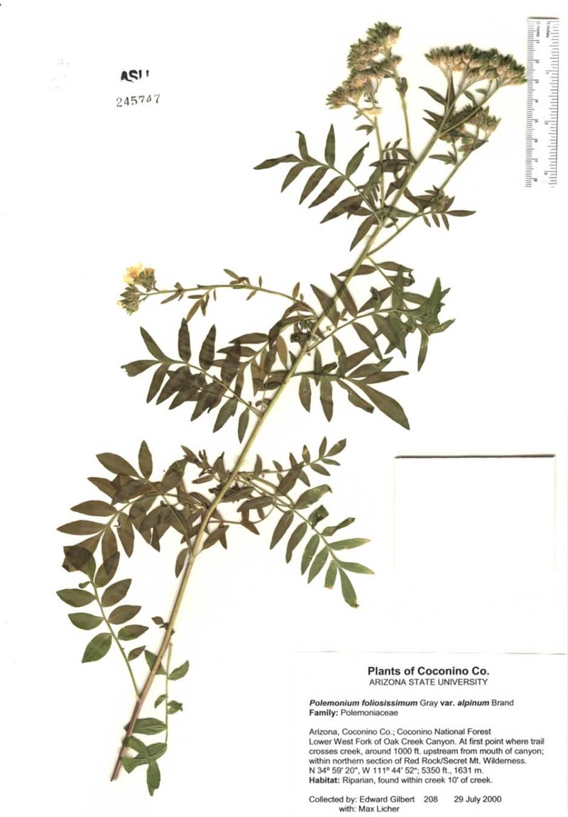 Polemonium flavum photo 6