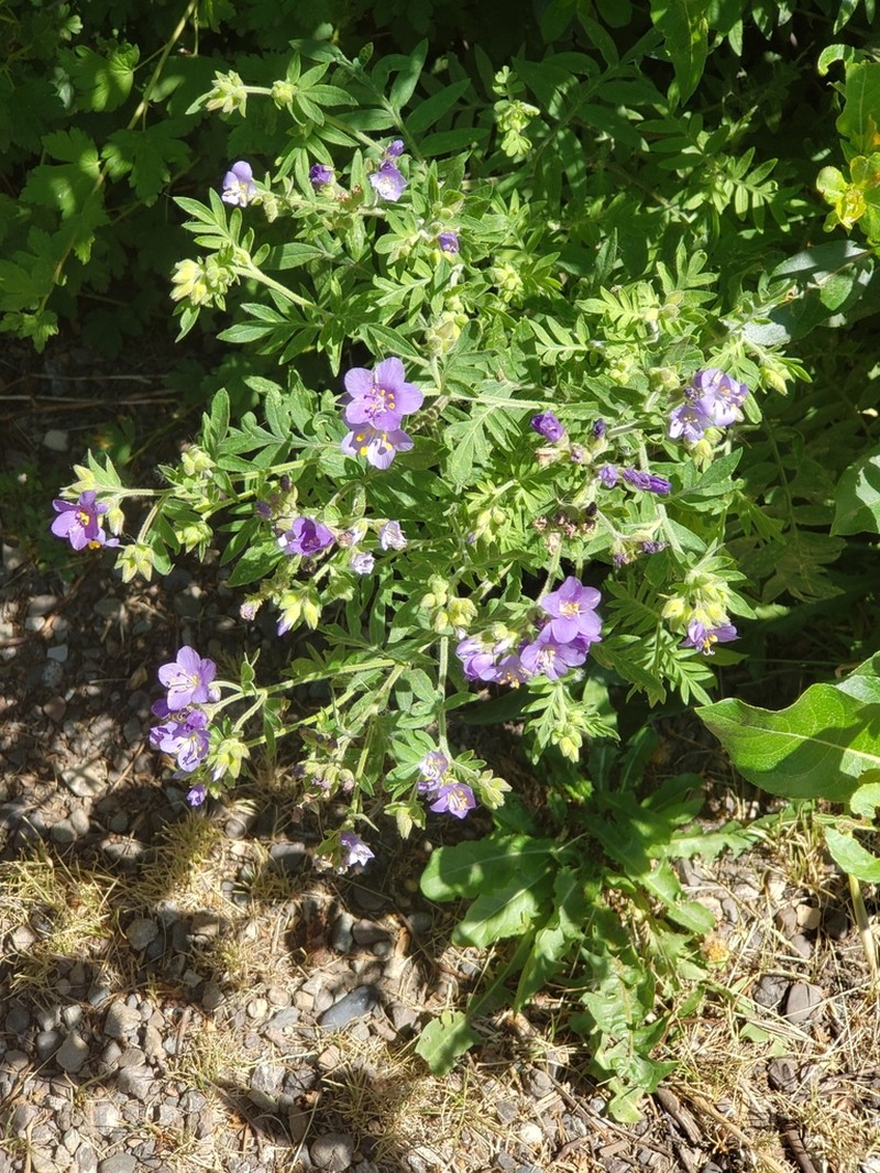 Towering Jacob's-Ladder photo 7
