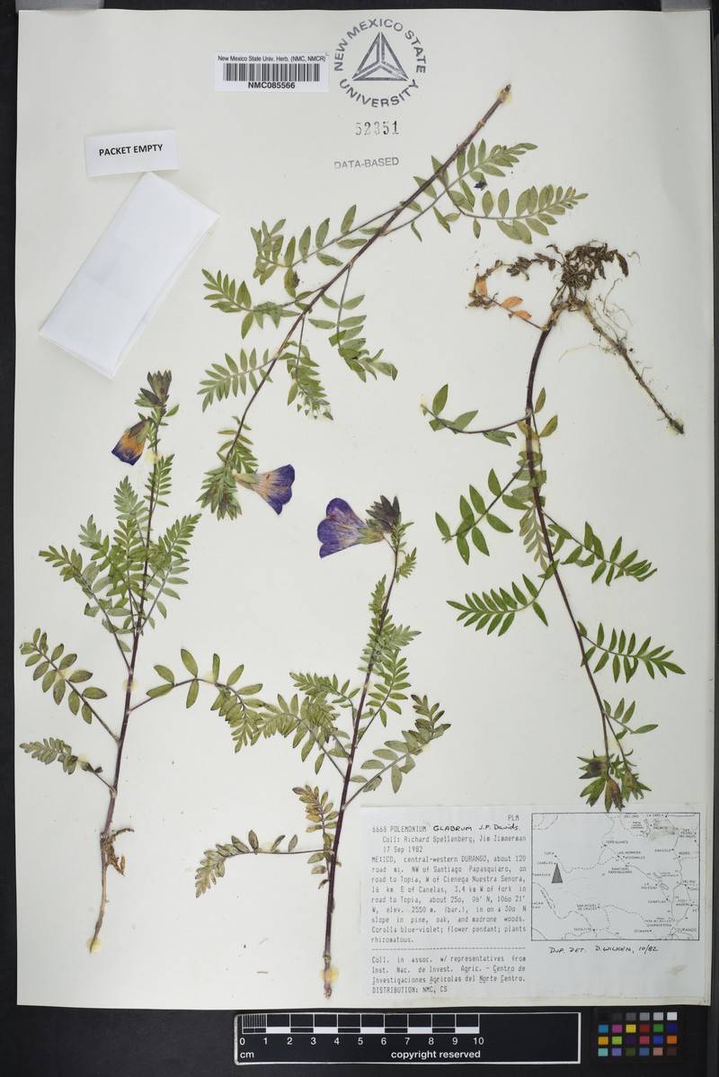 Polemonium glabrum