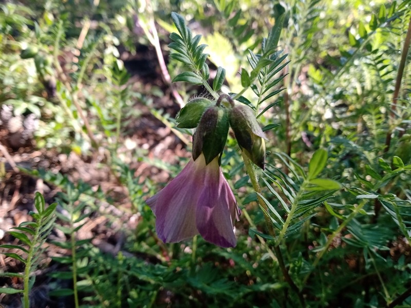 Polemonium grandiflorum