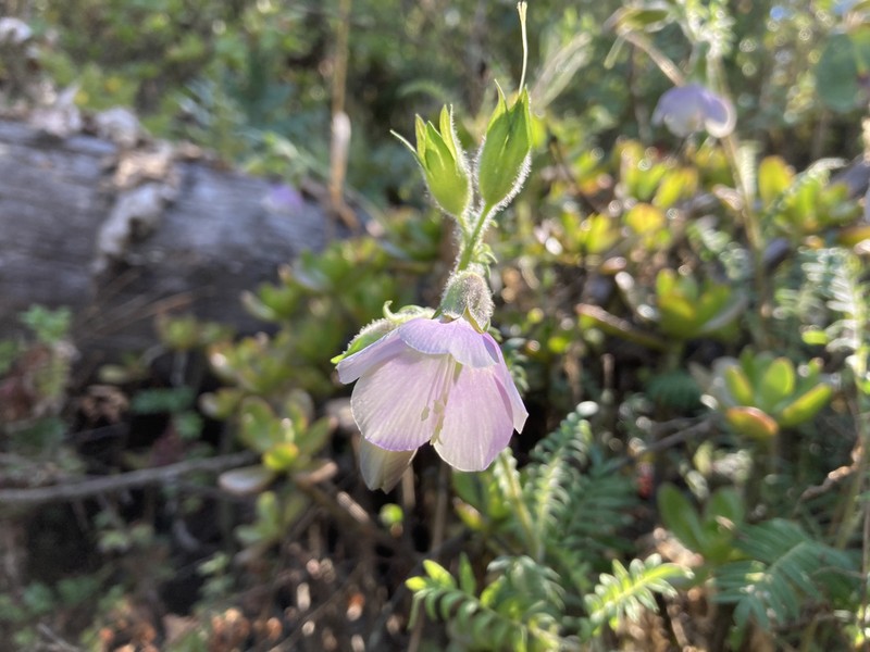 Polemonium grandiflorum photo 3