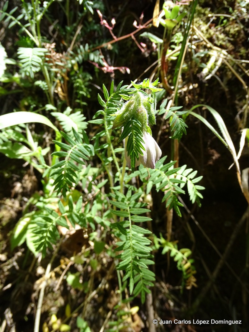 Polemonium grandiflorum photo 4
