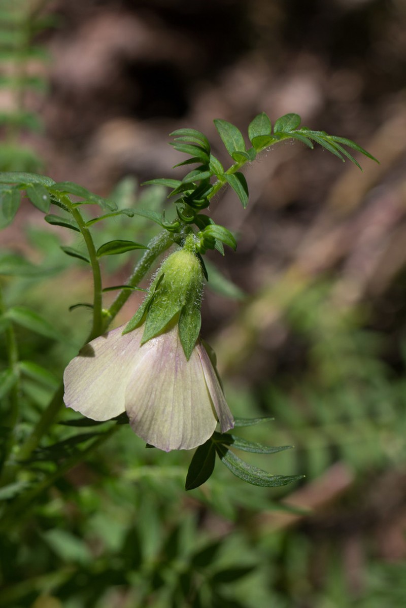 Polemonium grandiflorum photo 5