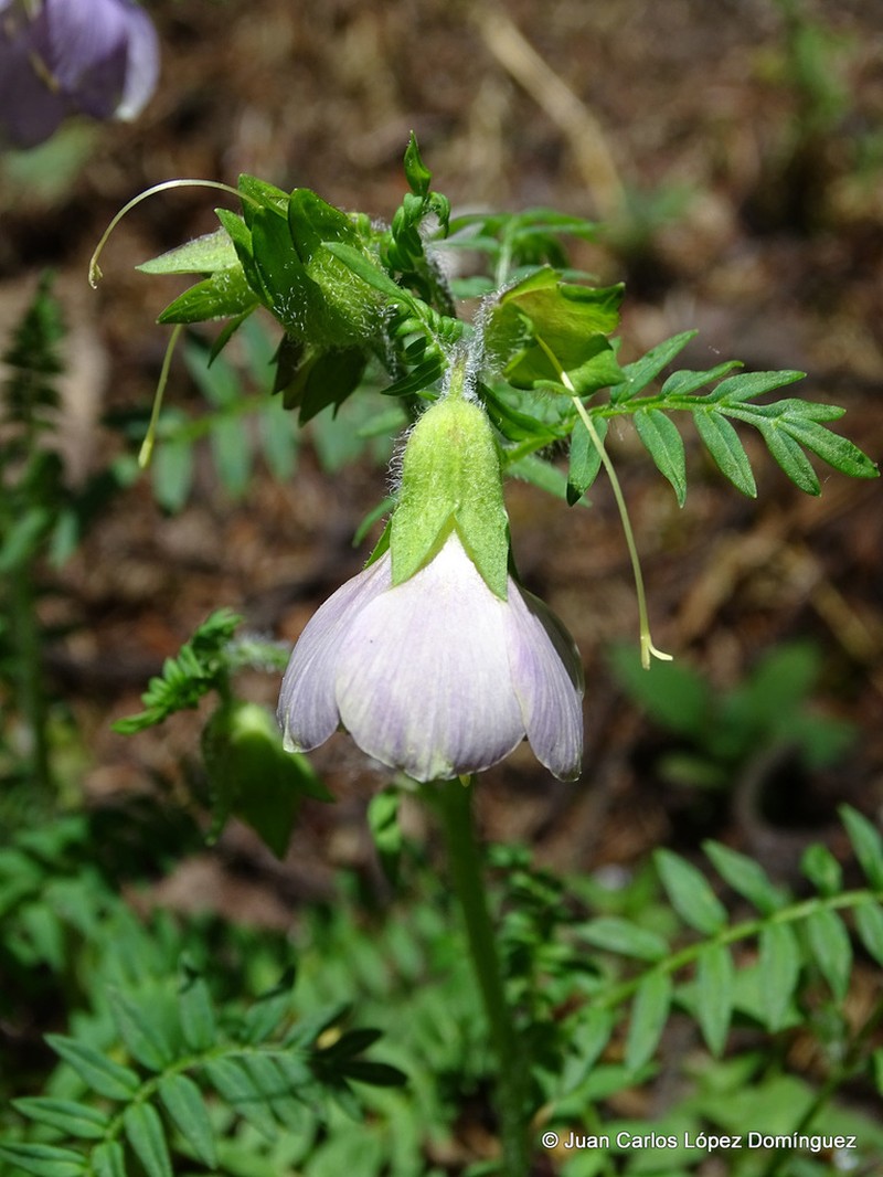 Polemonium grandiflorum photo 6