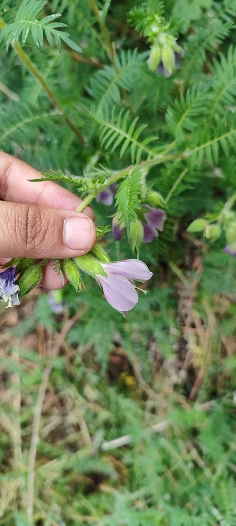Polemonium grandiflorum photo 7