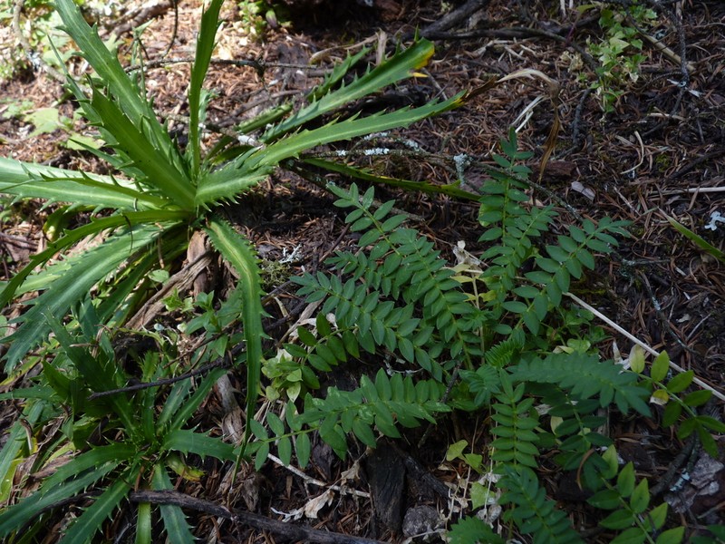 Polemonium grandiflorum photo 8