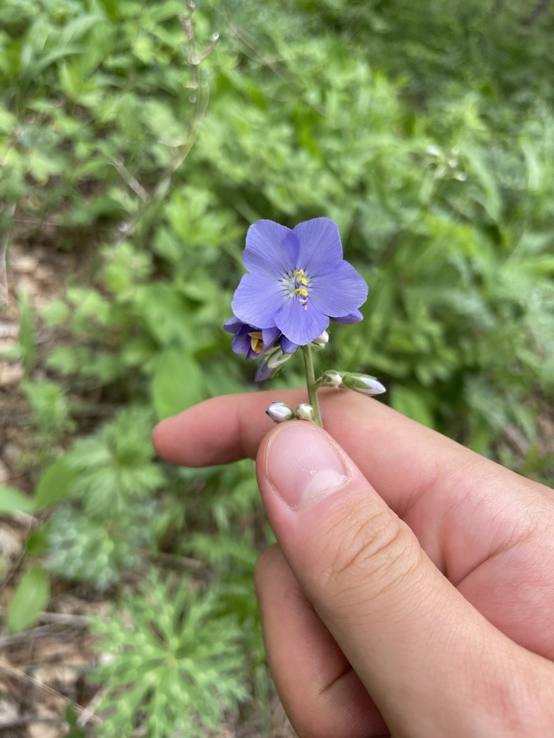 Polemonium kiushianum