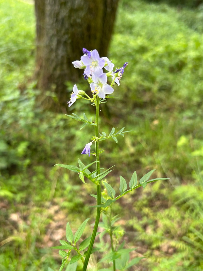 Polemonium kiushianum photo 2