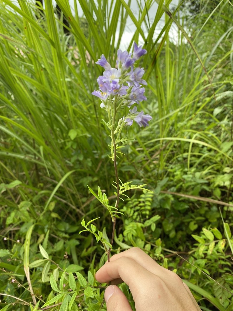 Polemonium kiushianum photo 3