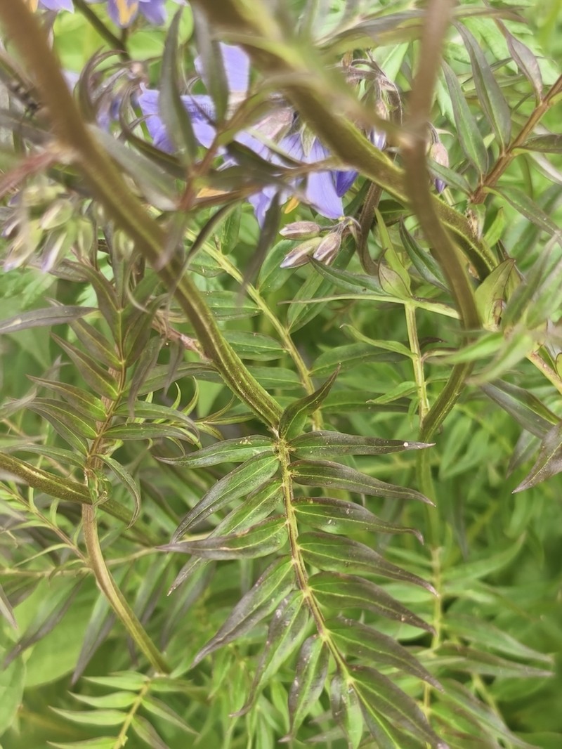 Polemonium kiushianum photo 4