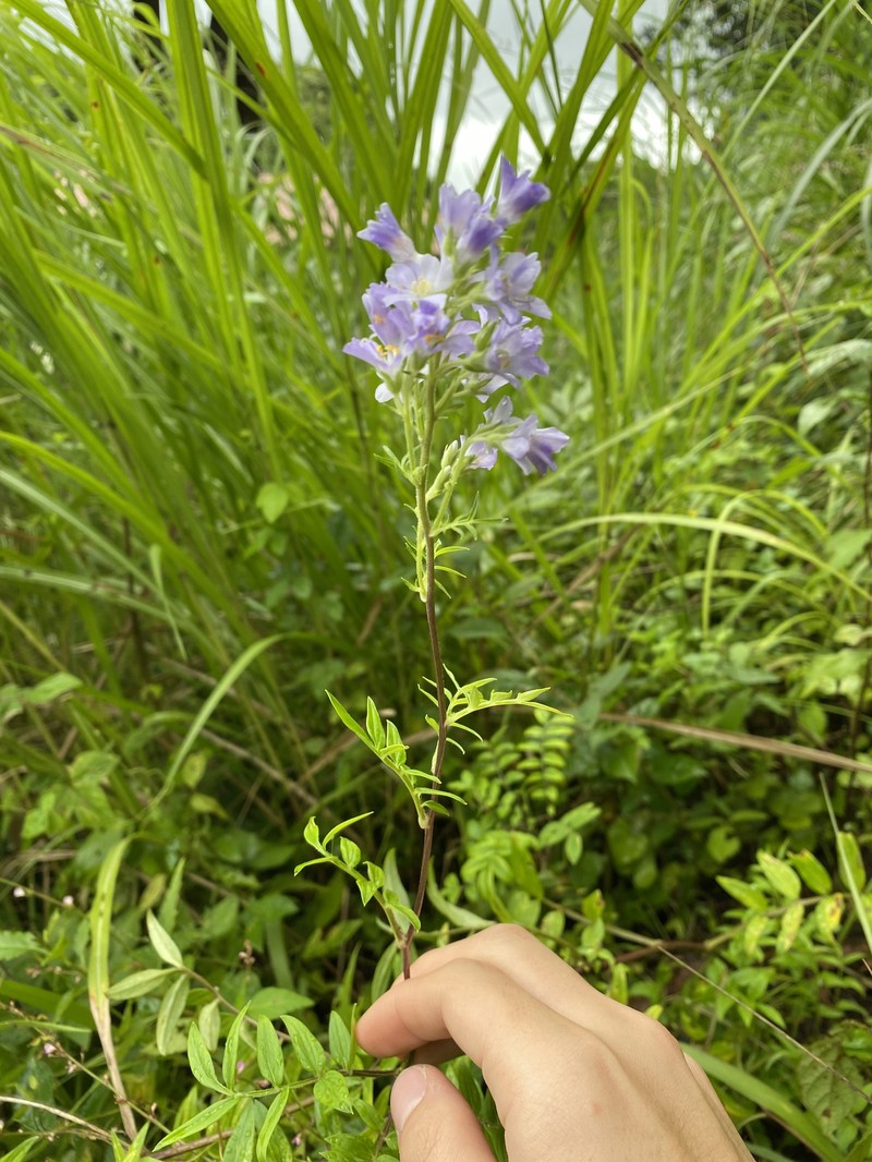 Polemonium kiushianum photo 5