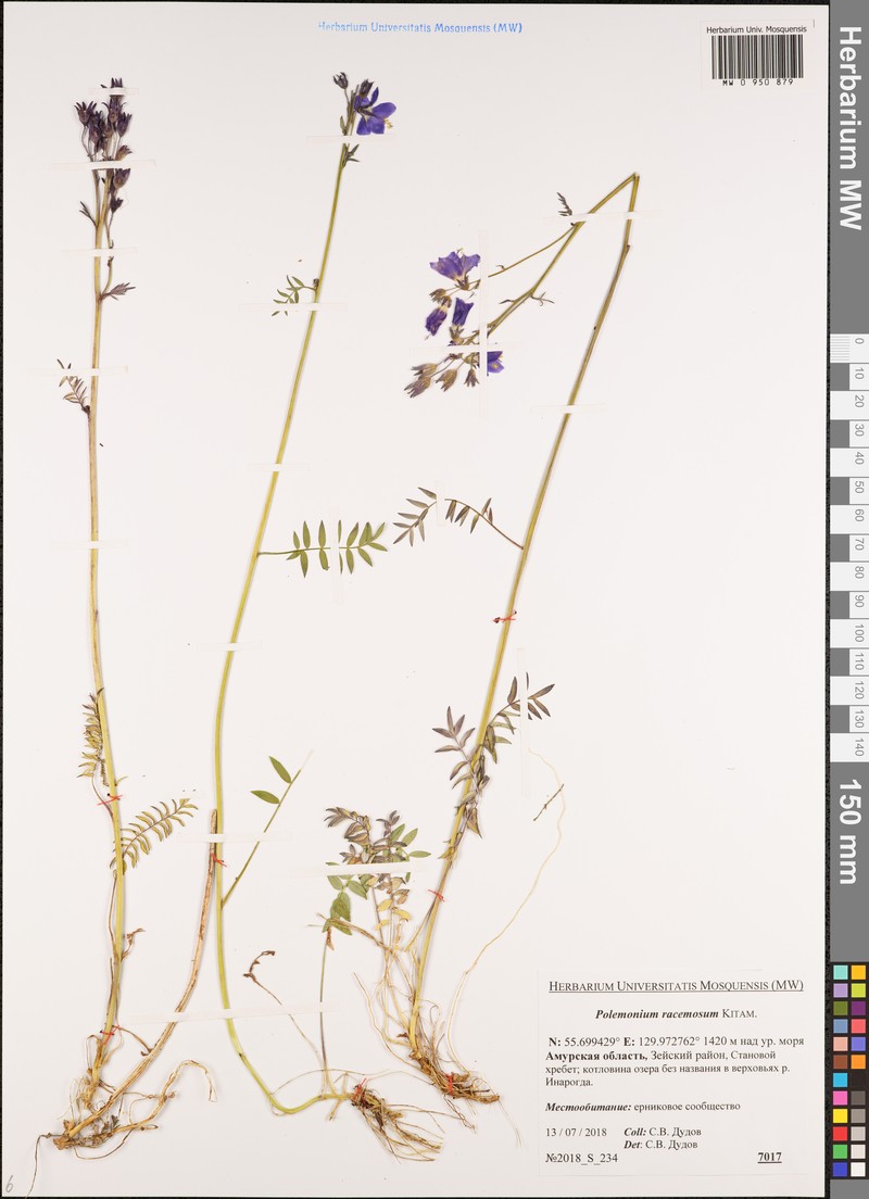 Polemonium kiushianum photo 7