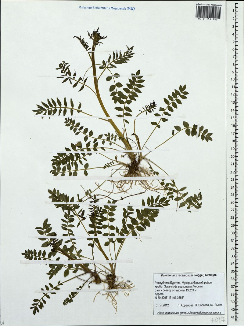Polemonium kiushianum photo 8