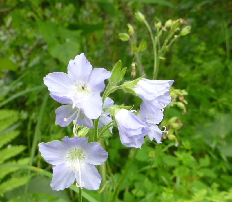Polemonium lacustre