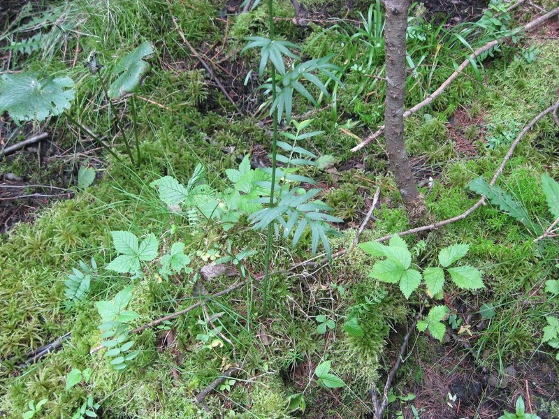 Polemonium lacustre photo 2