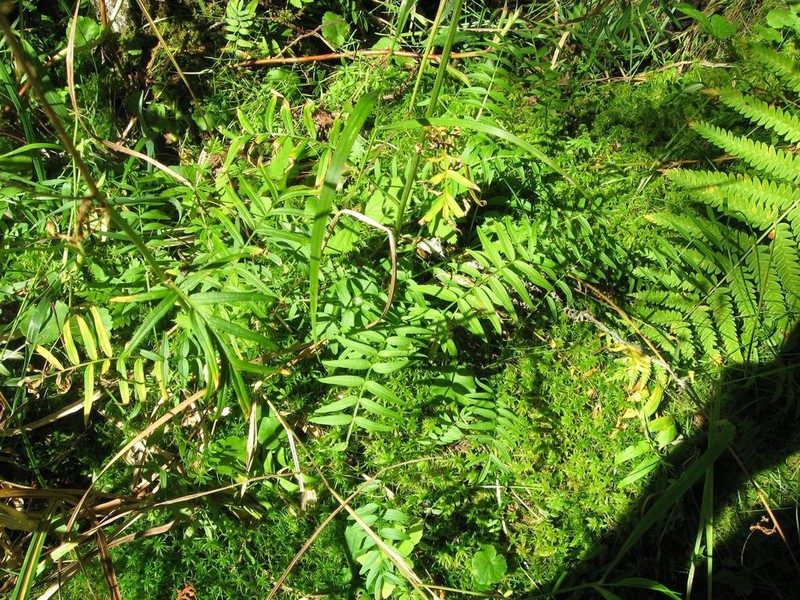 Polemonium lacustre photo 3