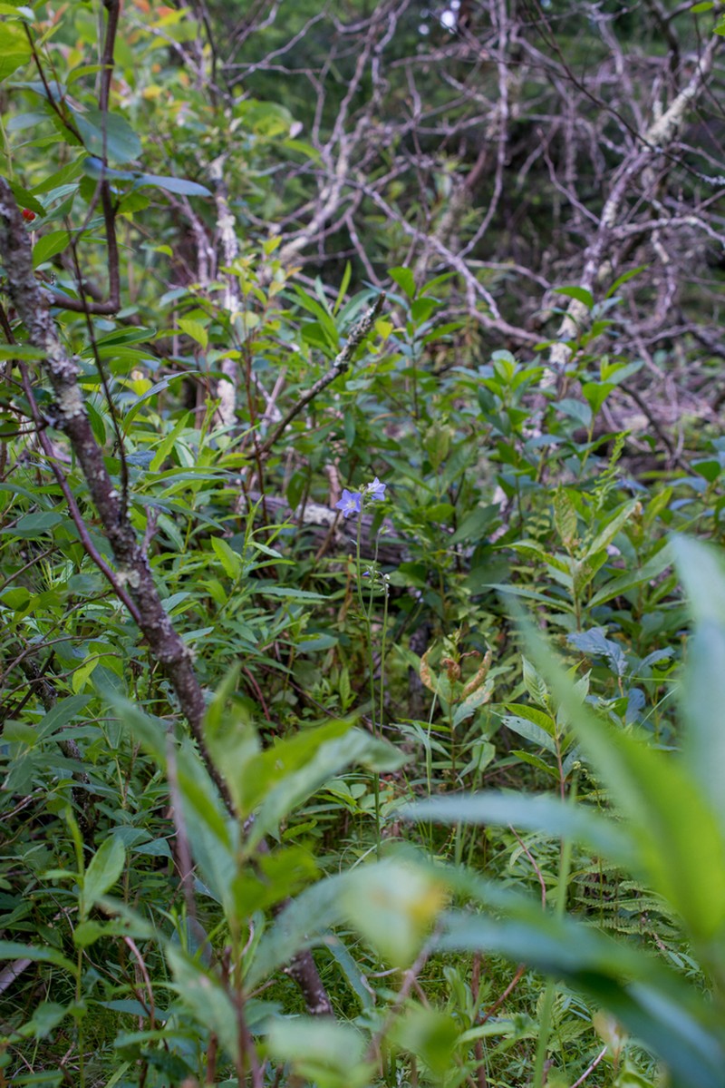 Polemonium lacustre photo 4
