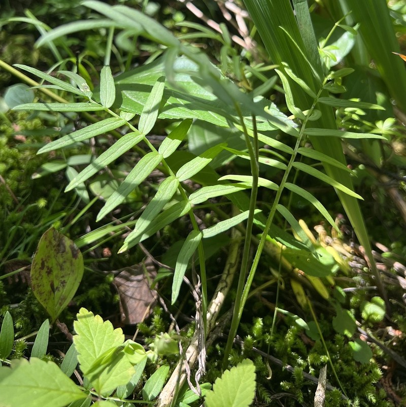 Polemonium lacustre photo 5